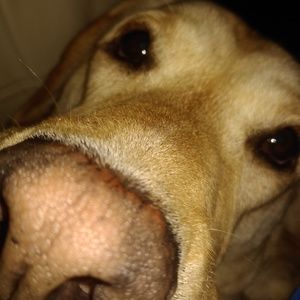 Meet your Posher, Rigo